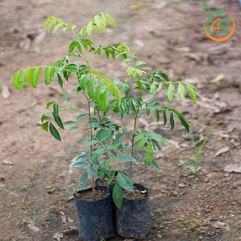 Cây móc mật com bo 5 cây 59K
