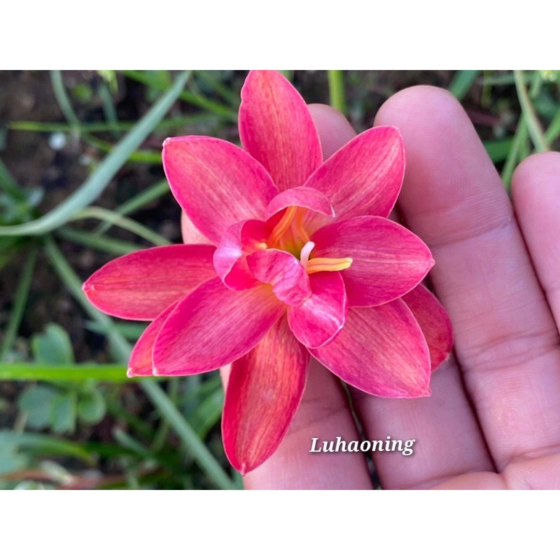 Củ Hoa Huệ Mưa Cánh Kép Nhập Khẩu Đủ Màu