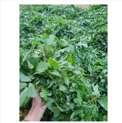 500gr lá đắng khô tốt cho dạ dày