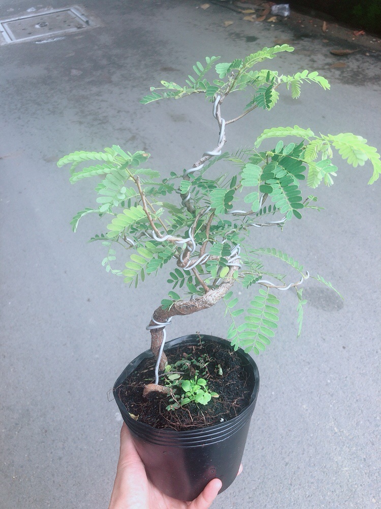 [HCM]Cây Me Bonsai