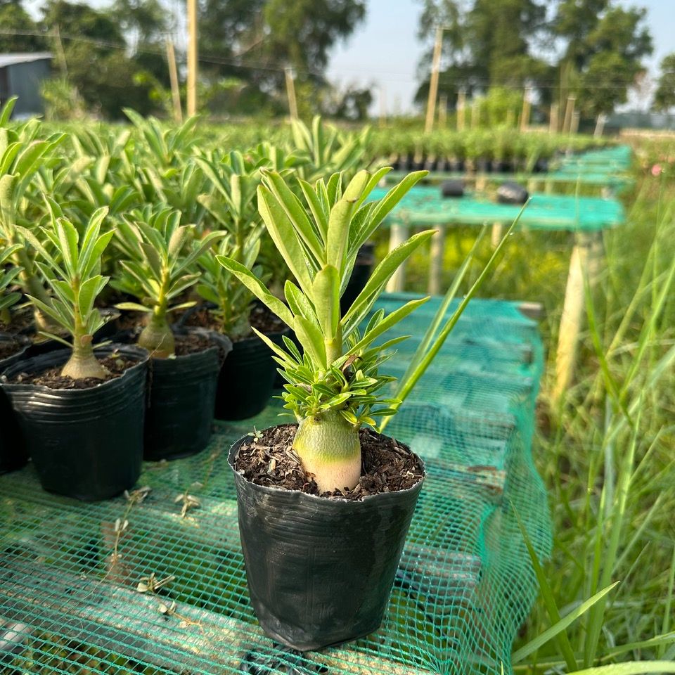 Combo 5 cây Sứ thái gieo hạt (gửi cây như hình)