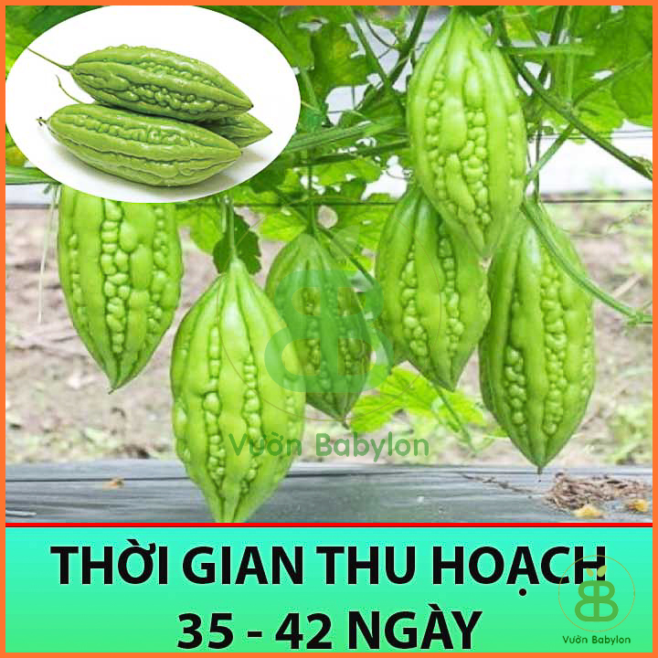 Hạt Giống Khổ Qua - Mướp Đắng Cao Sản 2Gr