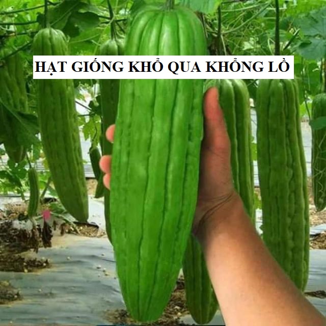 Hạt giống khổ qua khổng lồ (mướp đắng) - 5 hạt