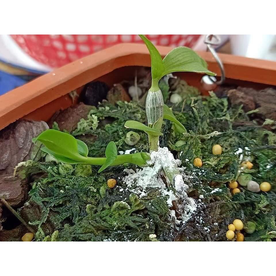 Bột kích rễ , chống thối  Rooting Poweder chuẩn  của mỹ