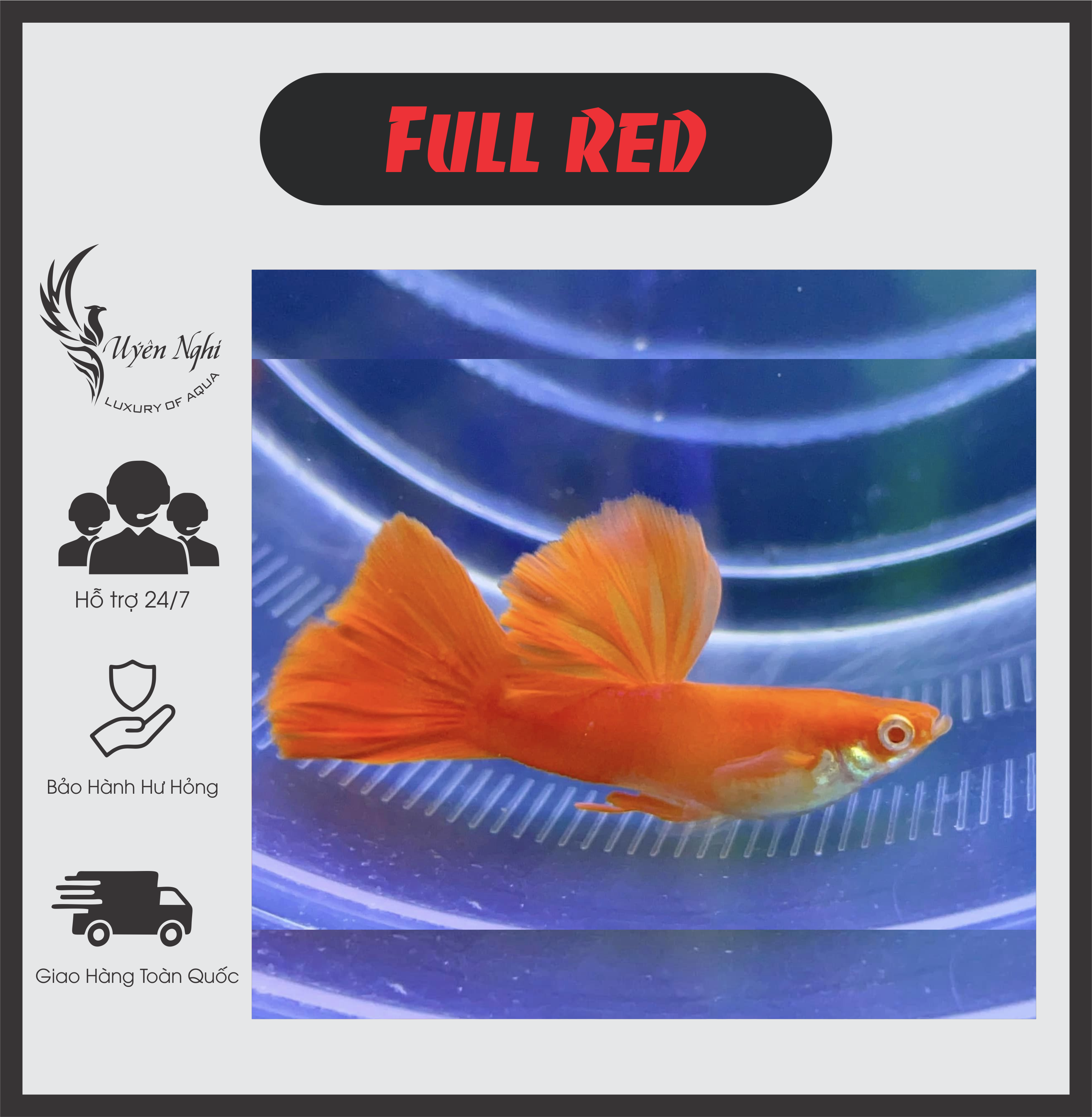 [Mua 5 tặng 1]Full red guppy thủy sinh ( tặng thức ăn ) + rong trúc