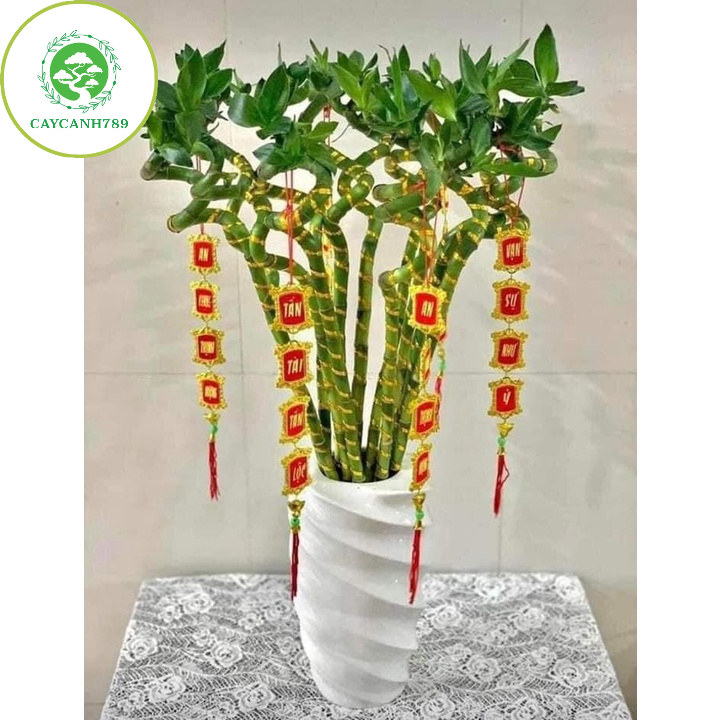 Bó 10 cây trúc đầu rồng thuỷ sinh - Cây tài lộc - phát tài xoắn .