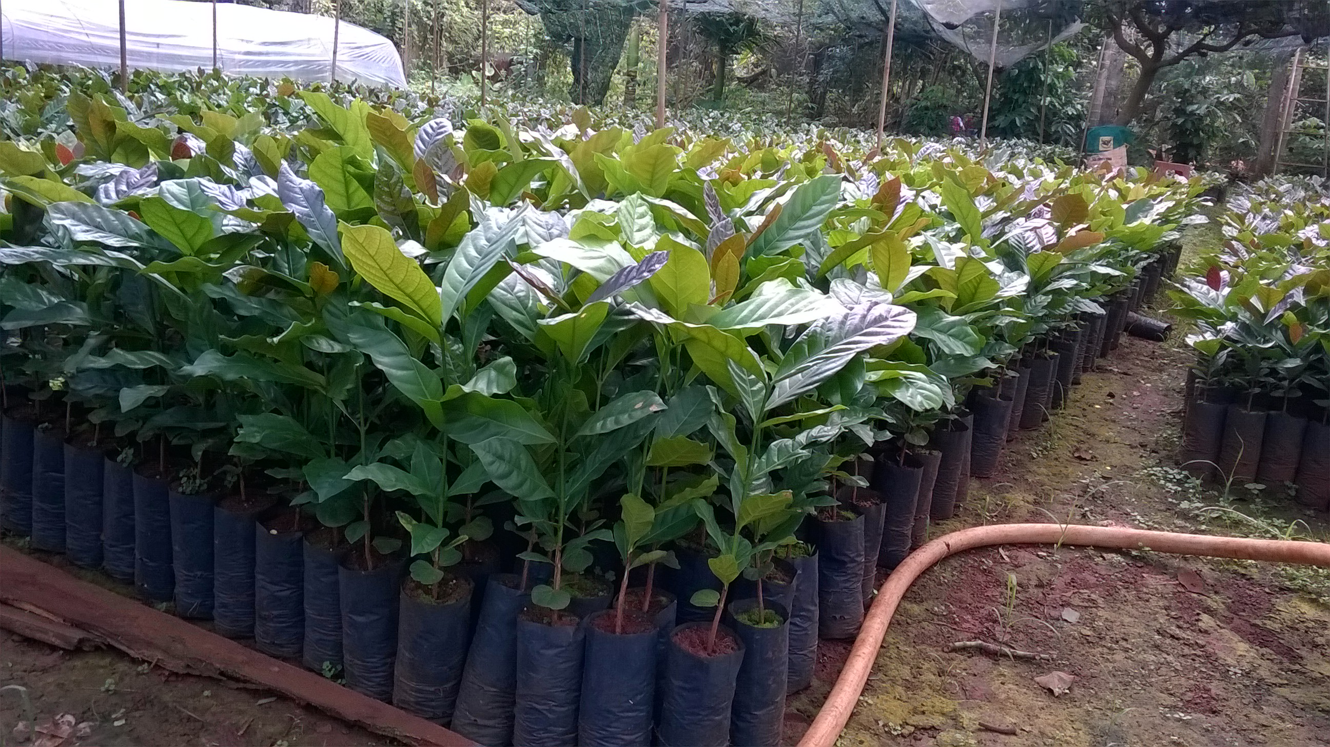 CÂY GIỐNG CÀ PHÊ TR9 ( CÂY GHÉP CHO TRÁI SỚM,siêu trái ).