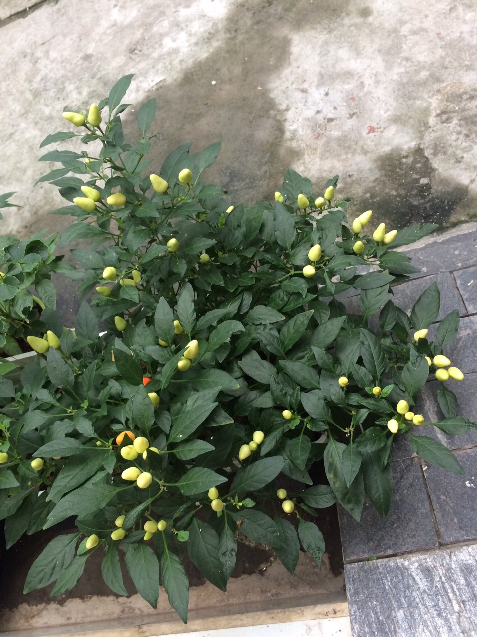 Hạt Giống Ớt Ngũ Sắc
