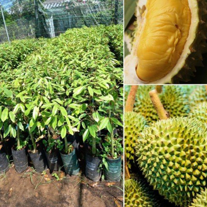 CÂY GIỐNG SẦU RIÊNG ÓC KHỈ ( CÂY GHÉP CHO TRÁI SỚM)