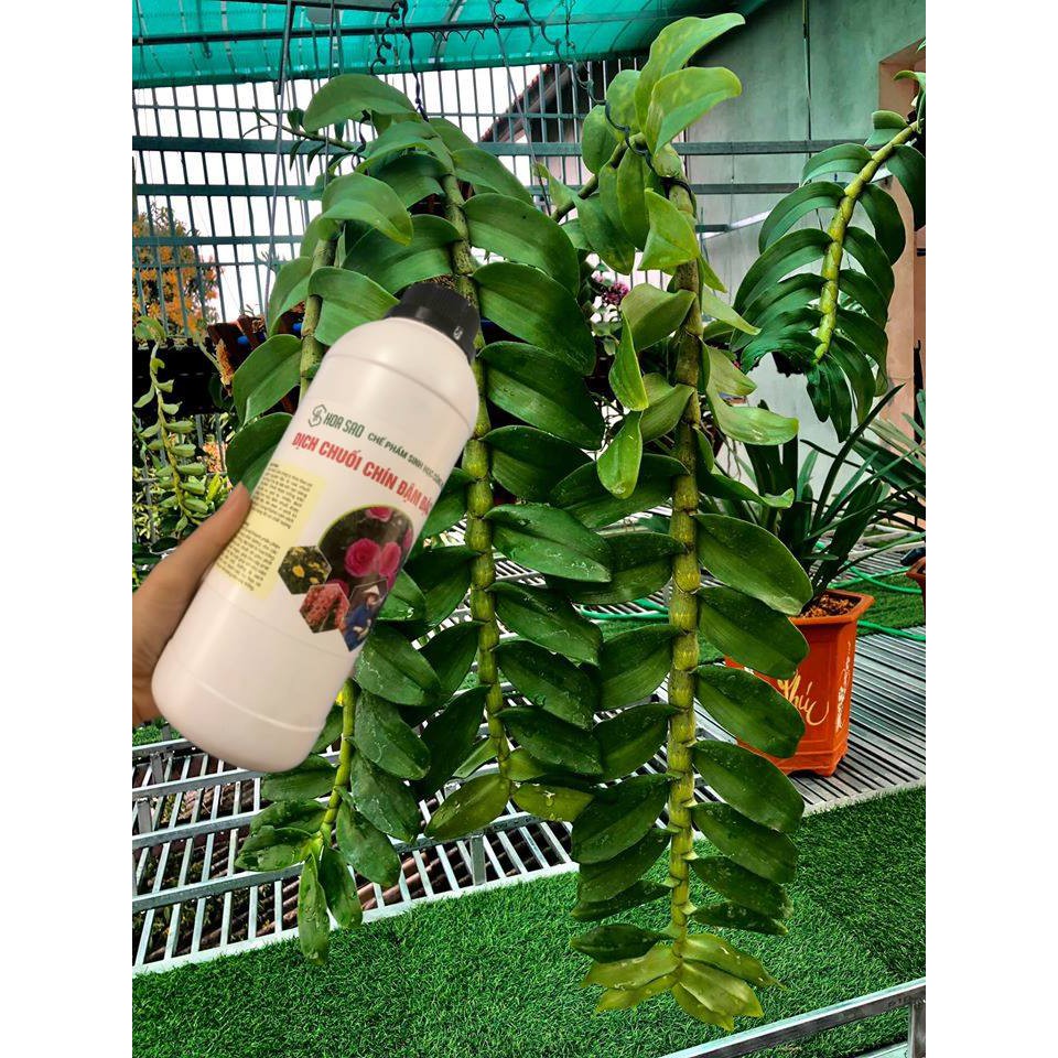 Dịch chuối ủ trứng thần dược cho phong lan