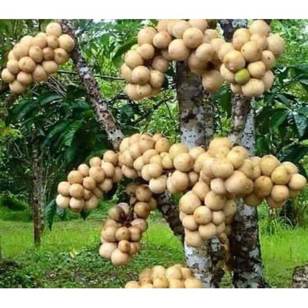 CÂY GIỐNG BÒN BON (DÂU DA ĐẤT, DÂU DA THÁI LAN) SIÊU NGON SIÊU QUẢ- CAM KÊT GIỐNG CHUẨN F1