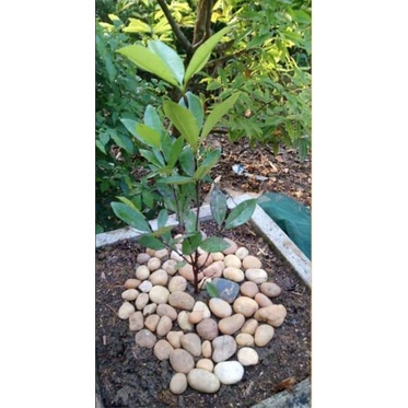 Cây giống cherry Brazil (ra trái siêu sớm- cam kết chuẩn giống)