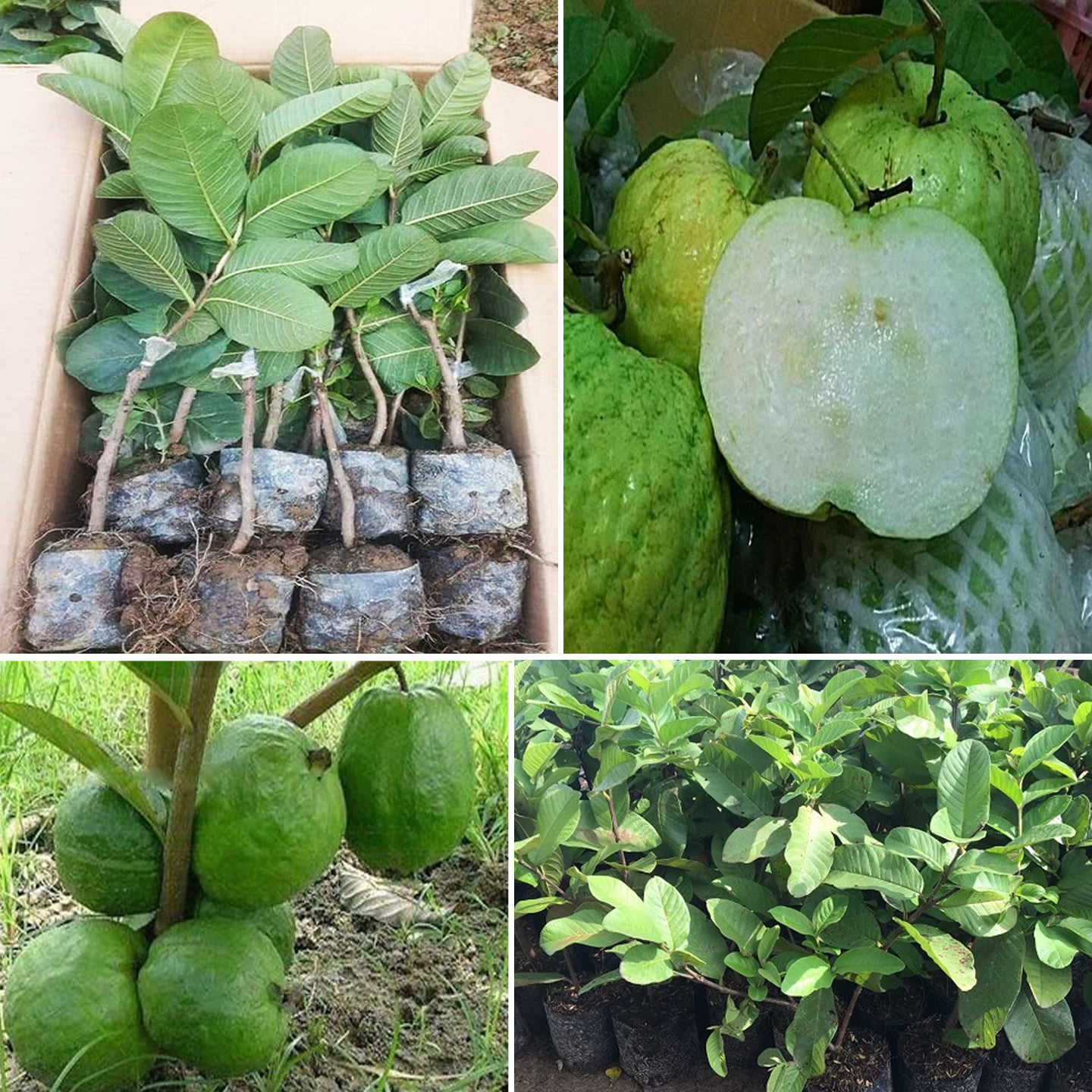 CÂY GIỐNG ỔI LÙN KHÔNG HẠT