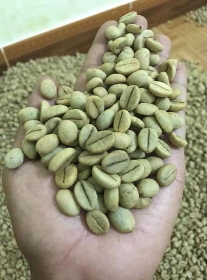 500gram hạt giống cà phê lá xoài