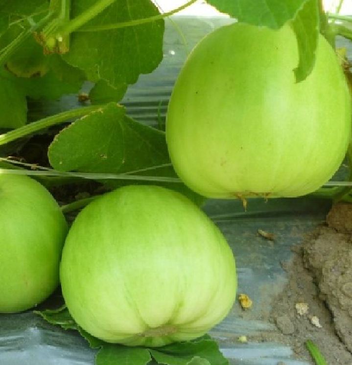 " Gói 20 "Hạt giống Dưa lê siêu ngọt [Seeds]