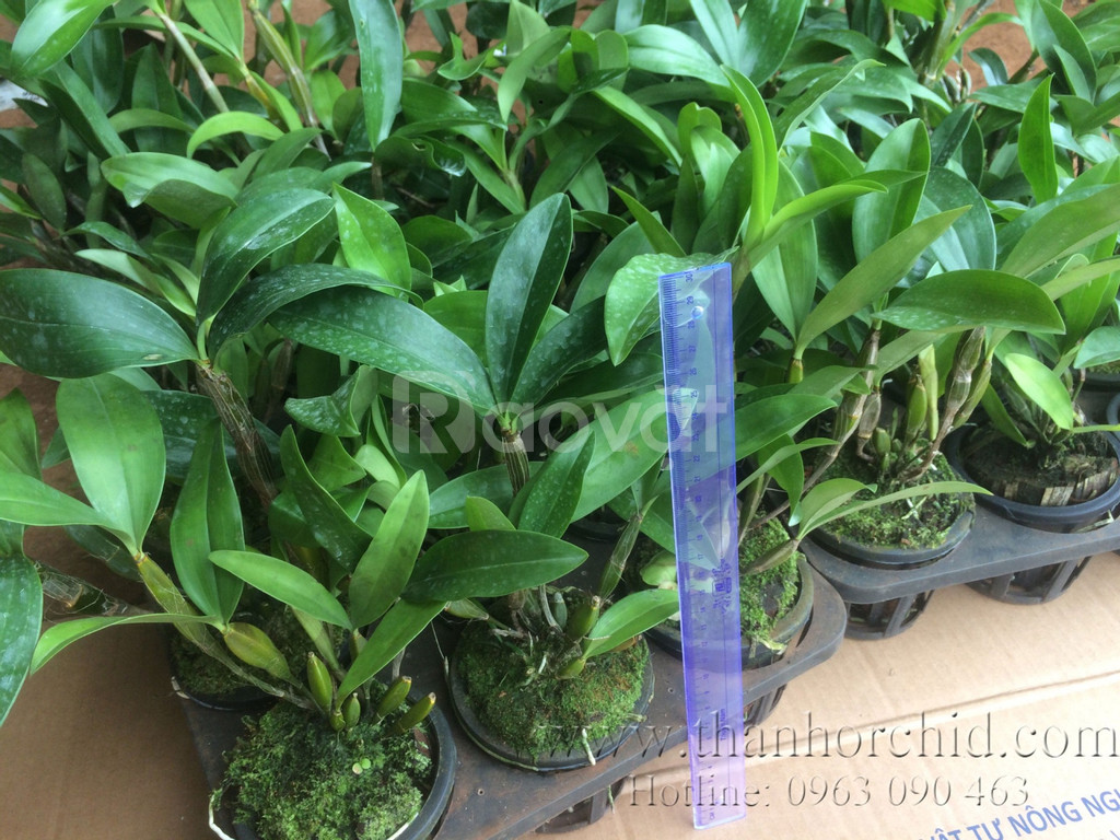 [Giá hủy diệt] kiều trắng lai kiều tím chậu trưởng thành