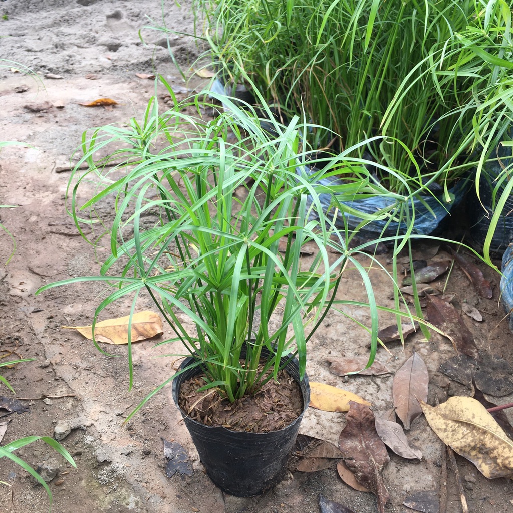 Cây thuỷ trúc chiều cao 25cm thích hợp trang trí sân vườn,bể thuỷ sinh