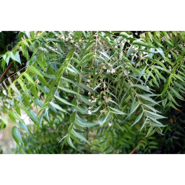 Cây sầu đâu (Neem) - vị. dân gian tốt cho sức.khỏe