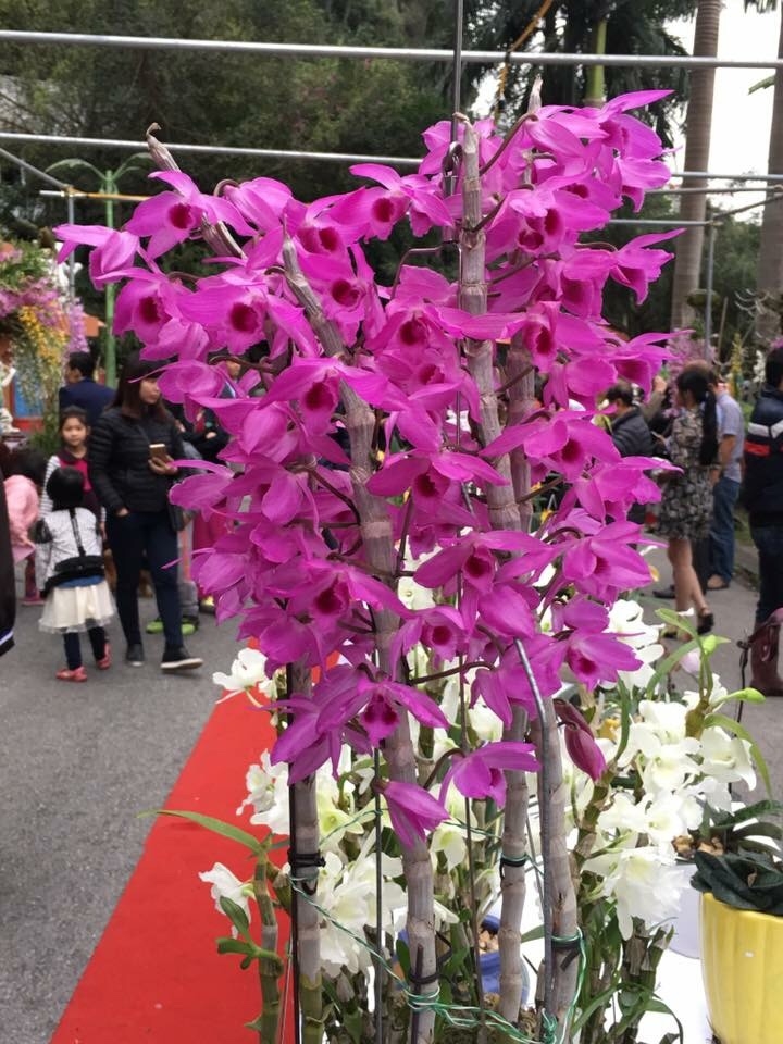 trầm siêu tím cây giống