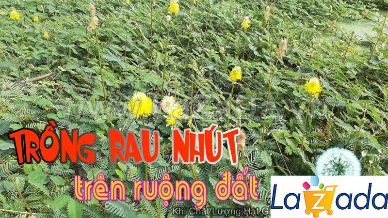 100GR 9K.HẠT Hạt Giống Rau Nhút Rau Rút Dút (| G11*X57)