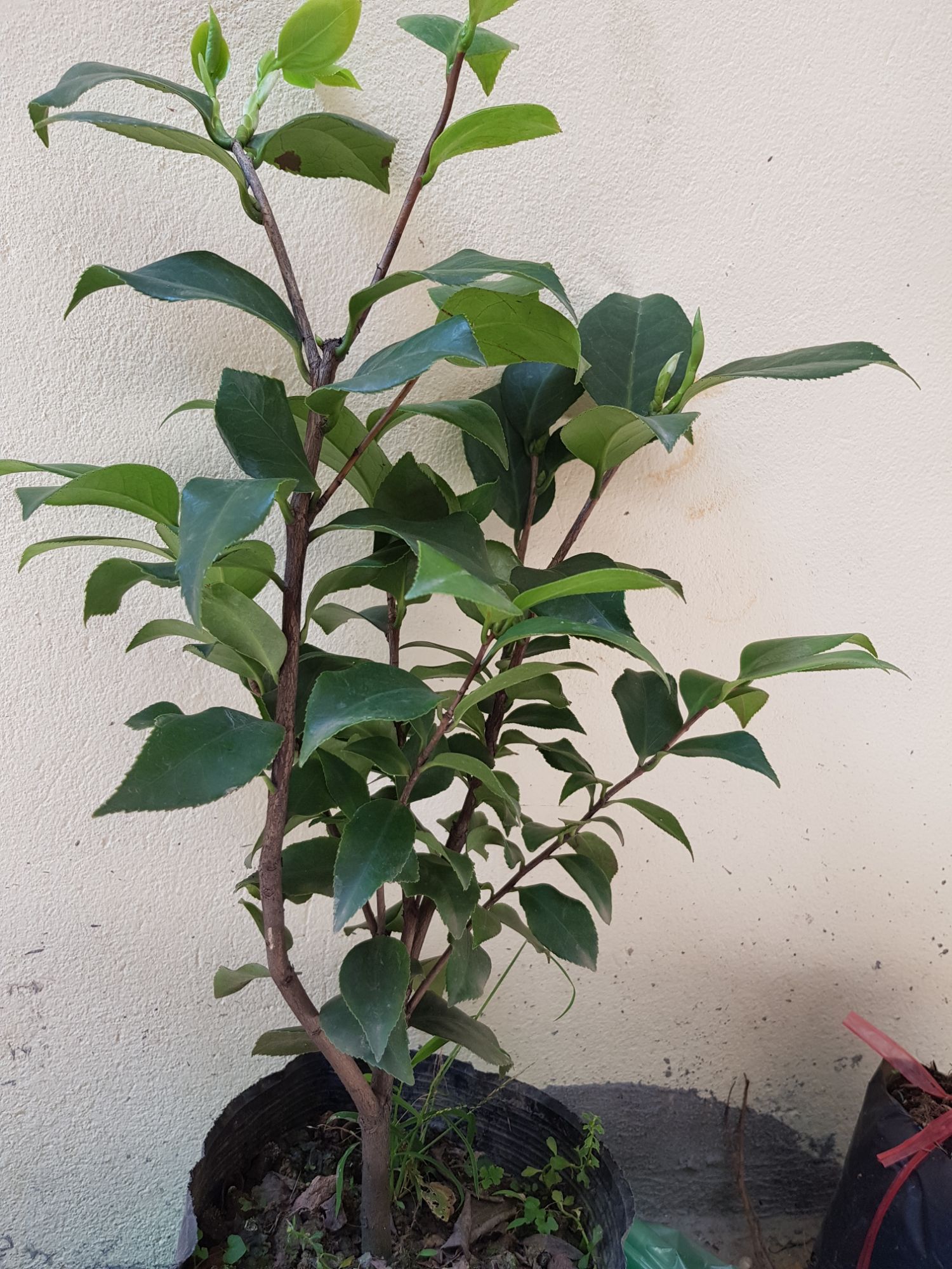 Cây Giống Hoa Trà My Tứ Quý (CHUẨN CÂY NHÀ VƯỜN)