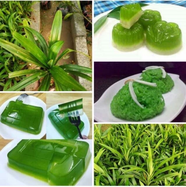 Cây lá dứa (lá nếp) lá rất thơm