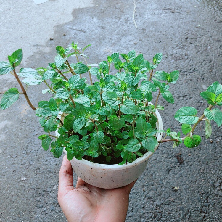 Cây Bạc Hà Doubemint