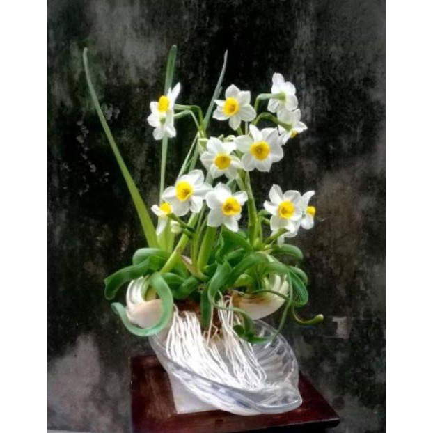 Củ giống hoa thủy tiên( củ nhỏ)