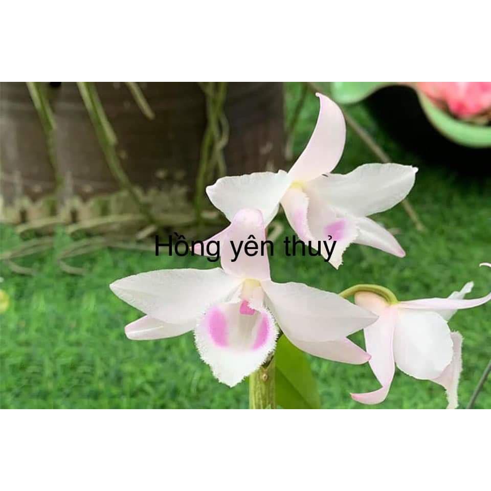 Phi Điệp Hồng Yên Thủy (cây con giống gieo hạt)