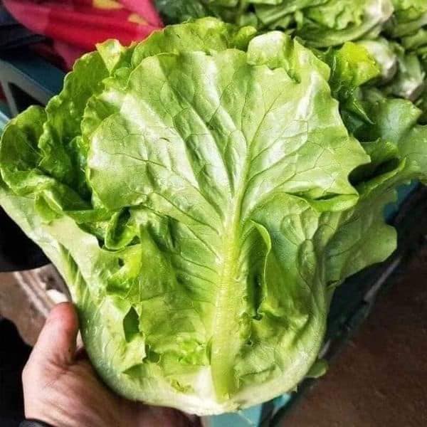 Hạt giống xà lách sanchu gói 5gr