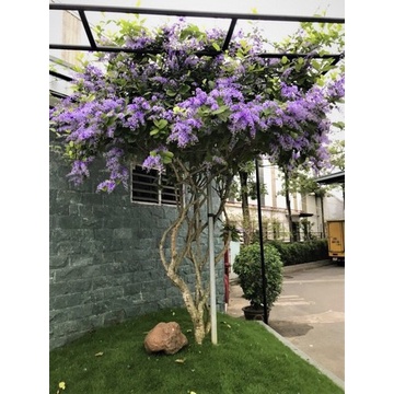 Cây mai xanh thái giống cao 40cm .