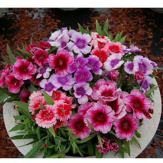 Carnations flower seed