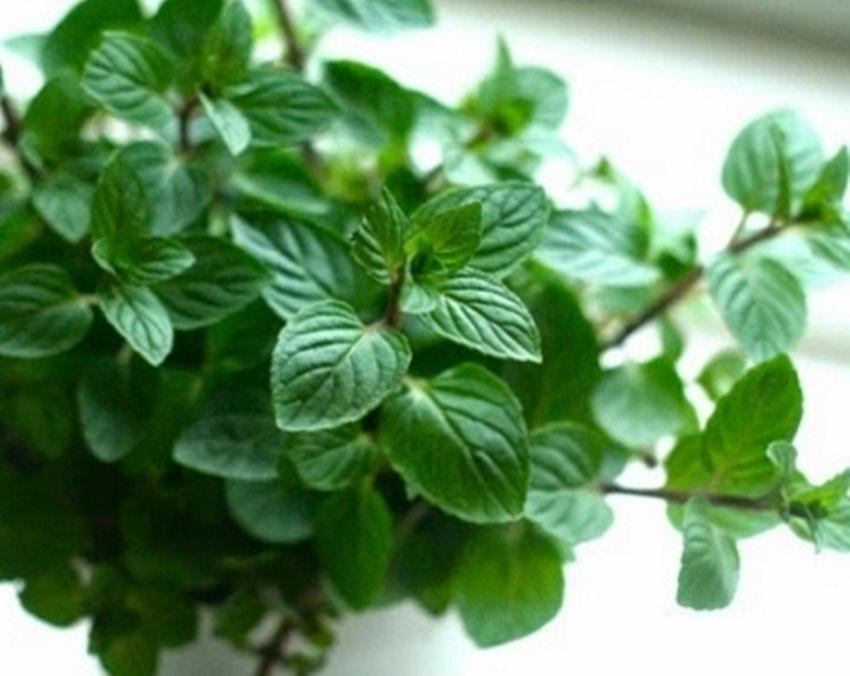 Hạt giống bạc hà peppermint