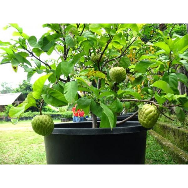 Cây giống na dai thơm ngon trái to (mãng cầu ta)