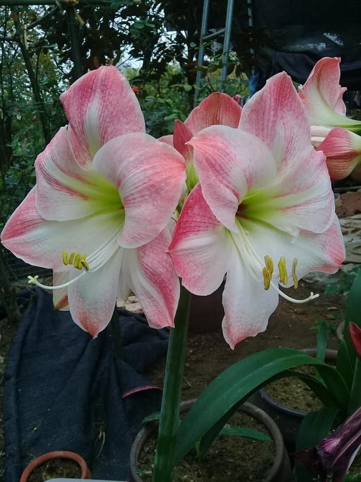 Củ giống hoa lan huệ hồng đào - 1 củ