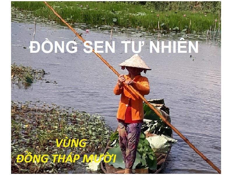 Hạt Sen Sấy 500g - DongThapMuoi