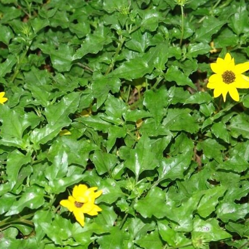 Cây Sài đất khô [1KG] Cam kết hàng loại 1