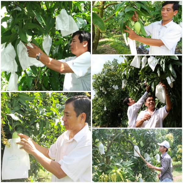Combo 50 Túi Bọc Ổi Chất Lưọng Số 1, chất lượng số 1