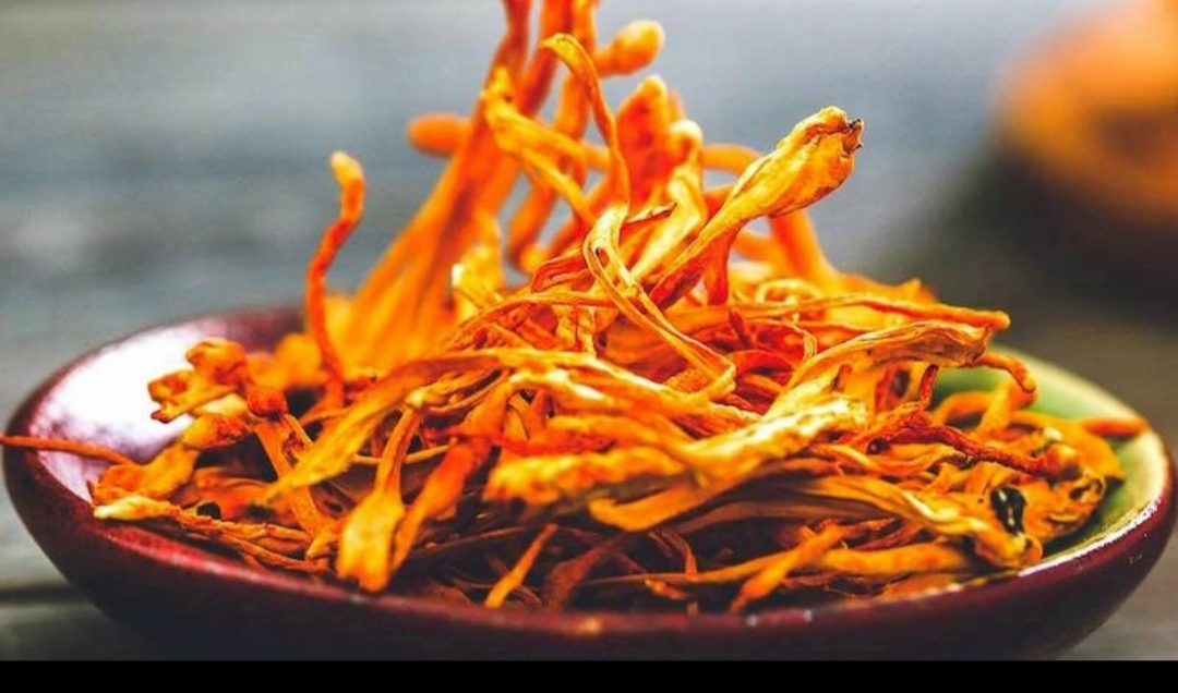 ĐÔNG TRÙNG HẠ THẢO SẤY KHÔ - TÚI 200g