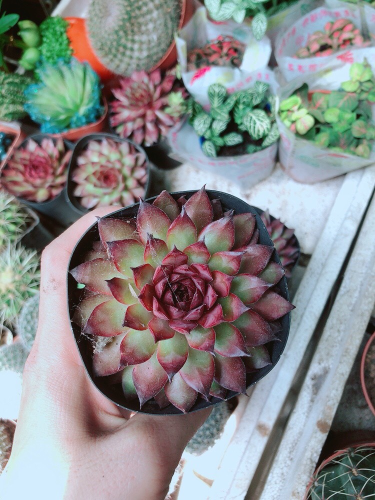 Sen Đá Phật Bà Đỏ Giống Mới