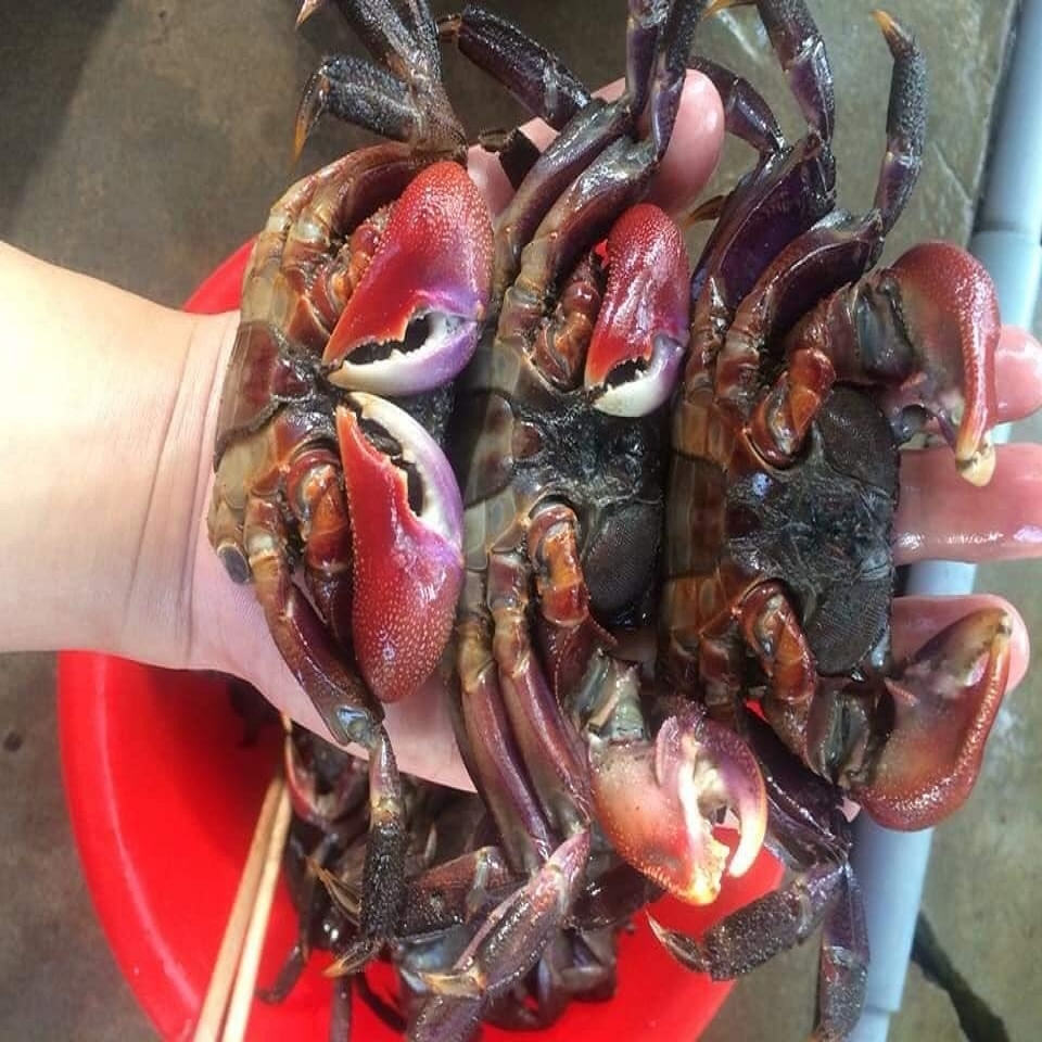 MẮM BA KHÍA NGUYÊN CON 500GR - Long Thái