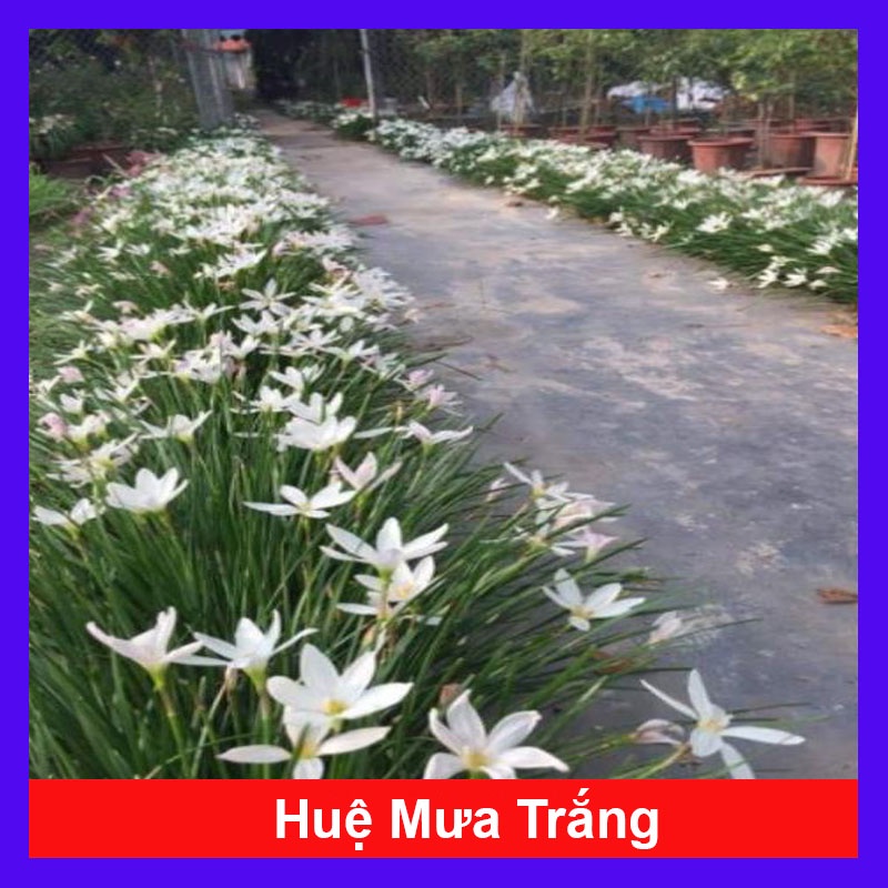 Cây huệ mưa - cây cảnh sân vườn - cây cảnh mini - cây cảnh để bàn - hkpq