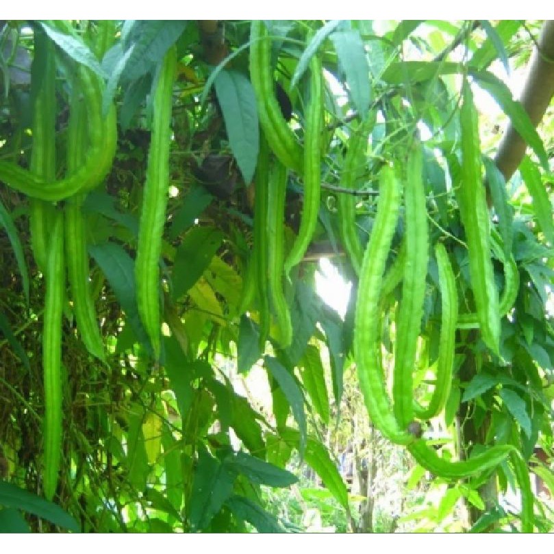 Hạt Giống Đậu Rồng Tứ Quý (20gr)
