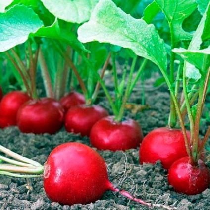 Hạt Giống củ cải đỏ 5gram | Dễ trồng