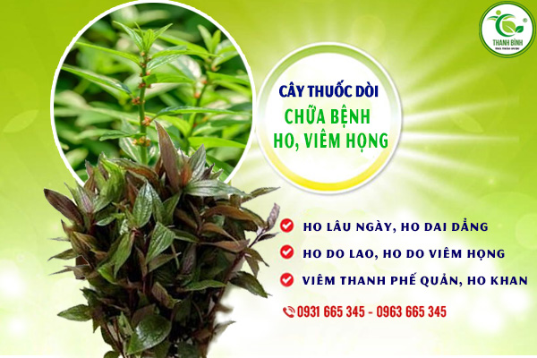 Cây Thuoc Dòi Khô 500G (Cây Bọ Mắm) - Thảo Dược Thanh Bình