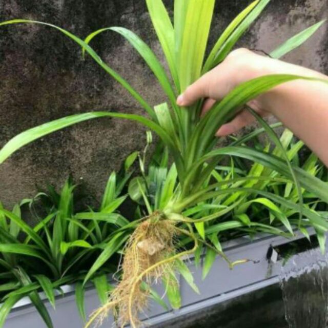 cây dứa nếp giống (cây lá dứa, cây lá thơm)
