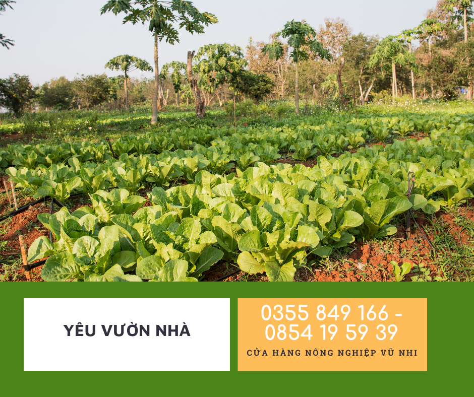 Hạt Giống Cải Bẹ Xanh Mỡ gói 20gr