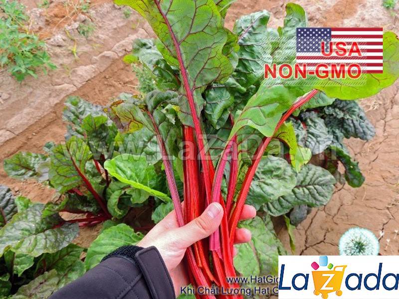 20GR Hạt Giống Cải Ngọt Thụy Sỹ Đỏ Đẫm Ruby (| C7*X45)