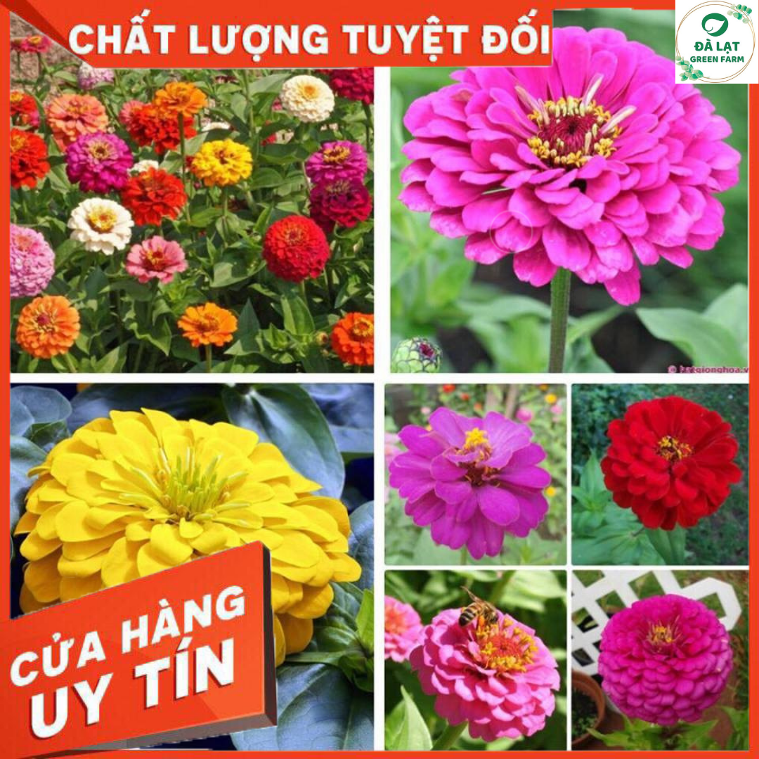 50H - HẠT GIỐNG HOA CÚC LÁ NHÁM