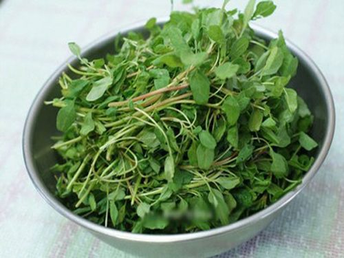 Hạt giống rau dền cơm gói 10g giá rẻ